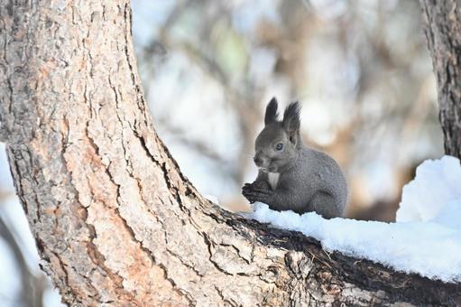 リス エゾリス,哺乳類,野生の写真素材