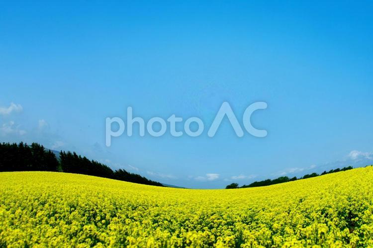 菜の花畑の絶景 菜の花畑,絶景,観光地の写真素材