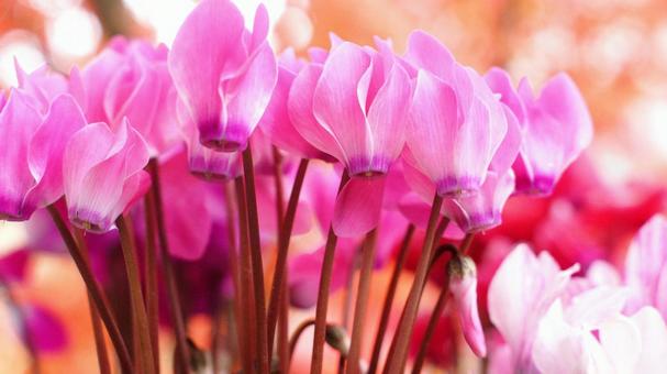 シクラメン-169 シクラメン,ガーデンシクラメン,赤の写真素材