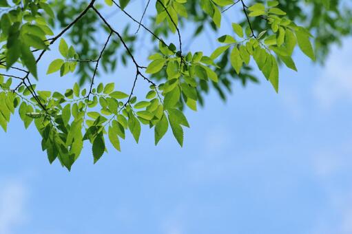 春の新緑 新緑,初夏,新緑の季節の写真素材
