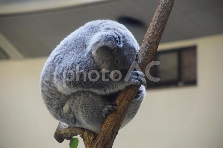 木の上で寝るコアラ コアラ,動物,アニマルの写真素材