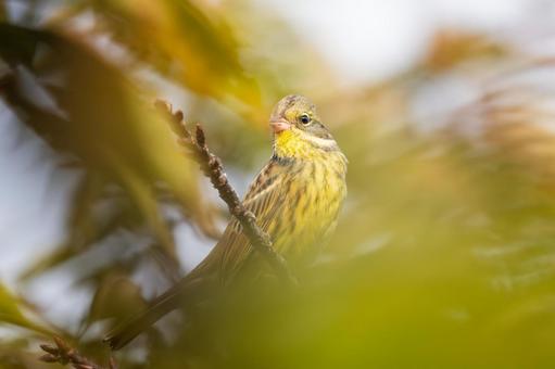 アオジ⑽ アオジ⑽ 野鳥,アオジ,鳥類の写真素材