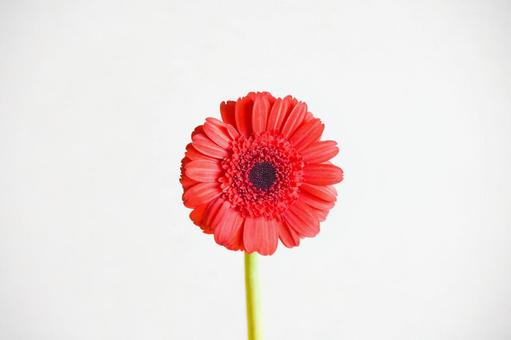 オレンジ色のガーベラ ガーベラ,オレンジ色,花の写真素材