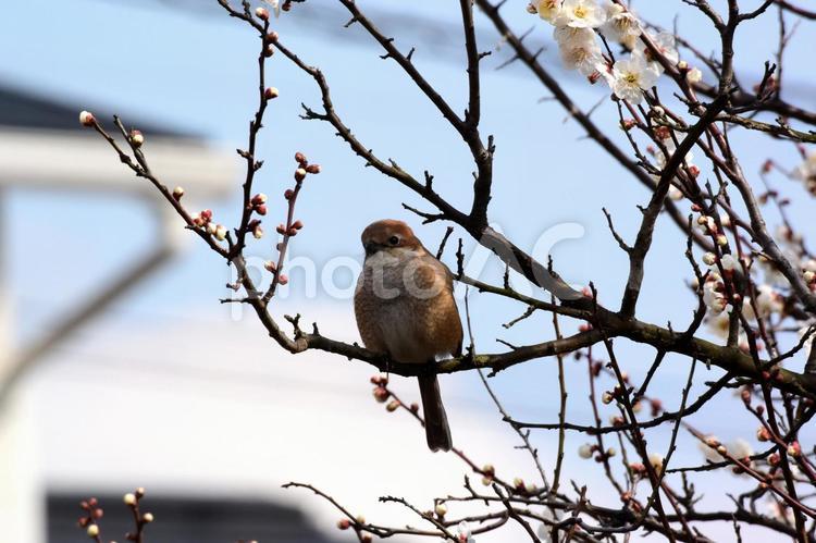 枝先にとまるモズ（大） shrike,はやにえ,もずの写真素材