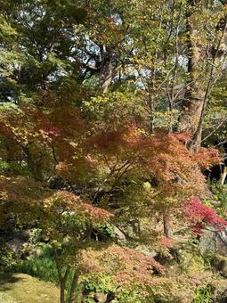 宝満宮竈門神社　紅葉(福岡　太宰府市) 宝満宮竈門神社,神社,大宰府の写真素材