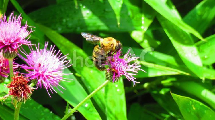 ６月中旬のミツバチとアザミの花 背景,ミツバチ,蜂の写真素材