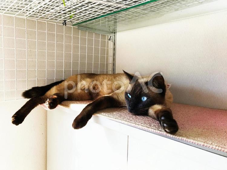 物音で目がさめるシャム猫 シャム猫,保護猫,譲渡猫の写真素材