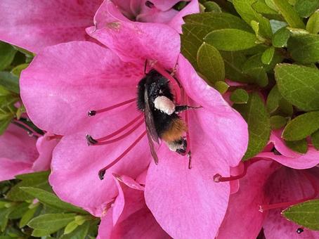 蜂と花粉 蜂と花粉の写真