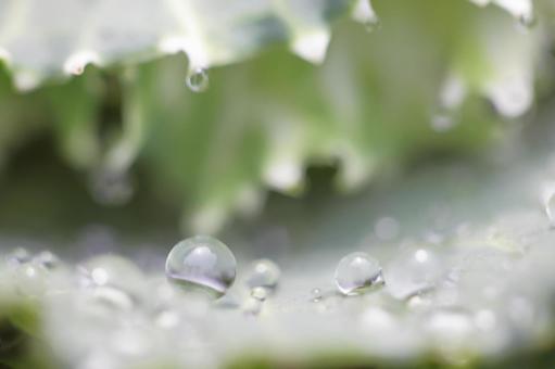 葉と水滴 葉と水滴の写真