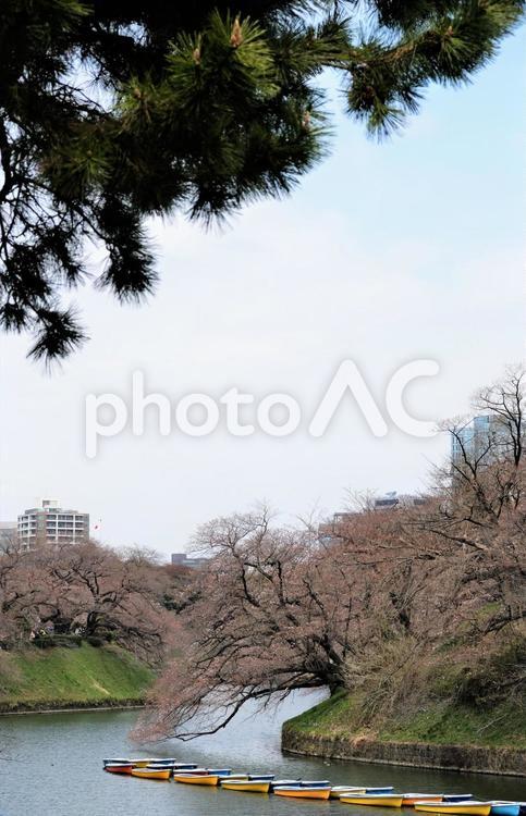 開花前の係留されている千鳥ヶ淵のボート 千鳥ヶ淵,ボート,係留の写真素材