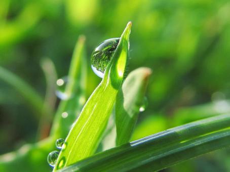 水滴と緑の葉の風景 水滴と緑の葉の風景 水滴,しずく,雨の写真素材