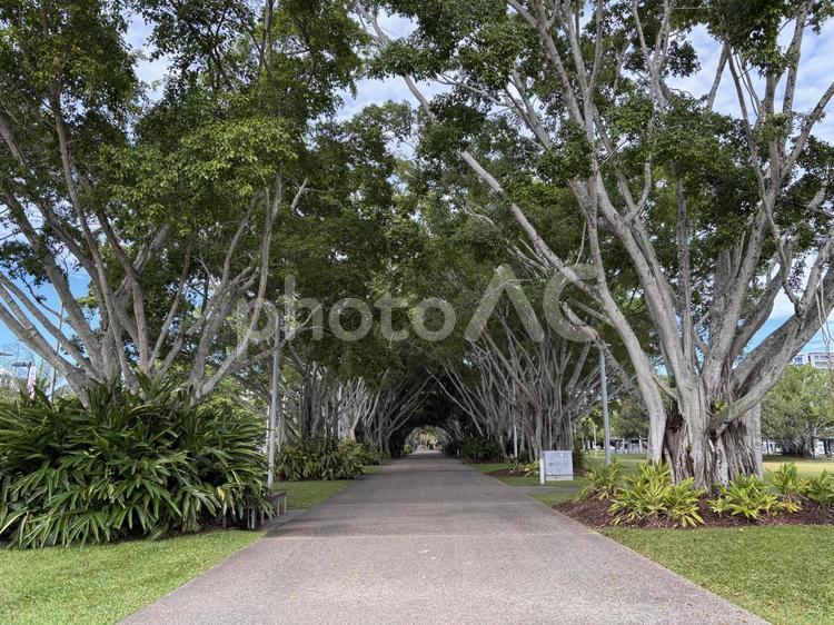 大きな木と散歩道 木,大きい,植物の写真素材