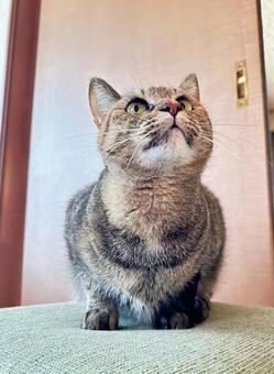 ねこ猫 ねこ猫の写真