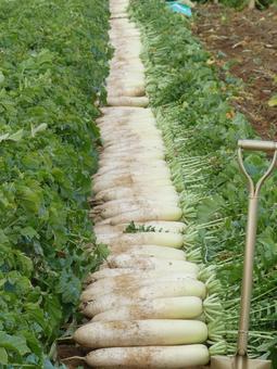 収穫後綺麗に並べられた大根 収穫後綺麗に並べられた大根 大根,畑,三浦の大根の写真素材