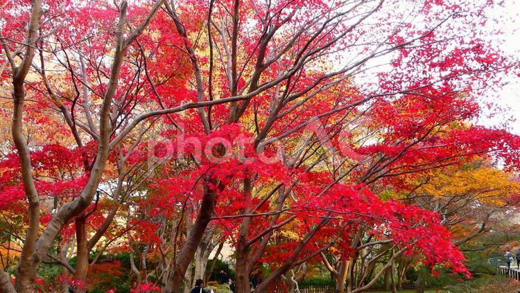 紅葉したモミジ 秋,紅葉,モミジの写真素材