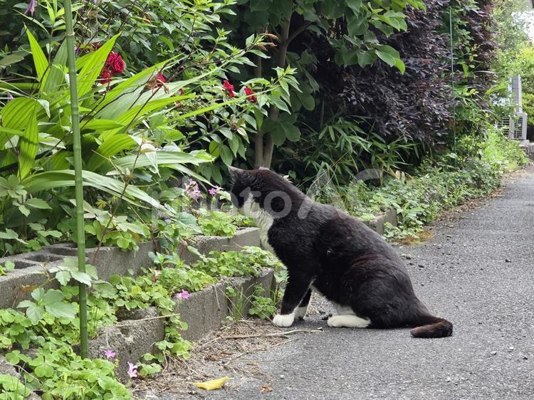 猫のいる田舎の風景 猫,ネコ,地域猫の写真素材