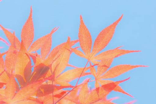 Zhu Ye, maple, texture, background, JPG