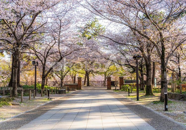 小倉城に続く桜の通り道 桜,さくら,サクラの写真素材