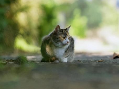 木陰の猫 木陰の猫の写真