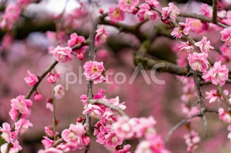 枝垂れ梅　三重　鈴鹿 梅,春,背景の写真素材