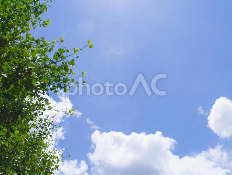 空と雲と木漏れ日 背景,夏,緑の写真素材