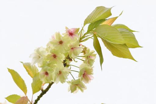 薄緑色の桜 鬱金桜 薄緑色の桜 鬱金桜の写真