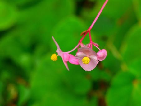 シュウカイドウ(秋海棠) シュウカイドウ(秋海棠)の写真