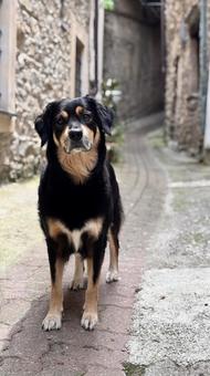 Village Explorer#3 Village Explorer#3 犬,成犬,ミックス犬の写真素材