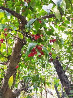 アキサンゴの実 サンシュユ,赤い実,山茱萸の写真素材