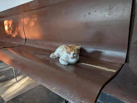 猫 猫の写真