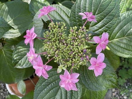 紫陽花9 紫陽花9の写真