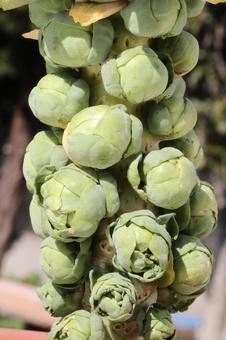 芽キャベツ 芽キャベツの写真