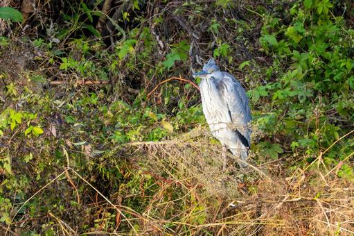 アオサギ(21)の写真