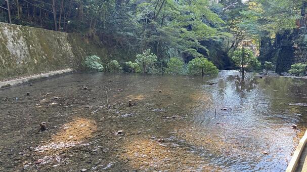 新緑を映して：貴船川の穏やかな水面 貴船川,川,清流の写真素材