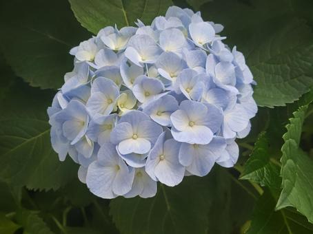 道端の紫陽花(あじさい) 道端の紫陽花(あじさい)の写真