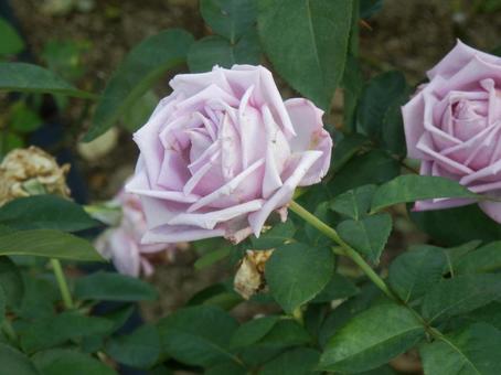 【薔薇の写真】バラの花 バラ,薔薇,植物の写真素材