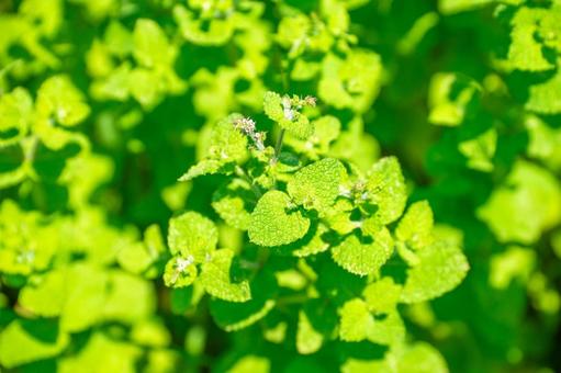 ミント ミント,ハーブ,植物の写真素材