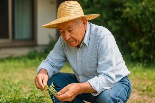 家庭菜園で草を取る高齢男性・草取り・自然 家庭菜園で草を取る高齢男性・草取り・自然の写真