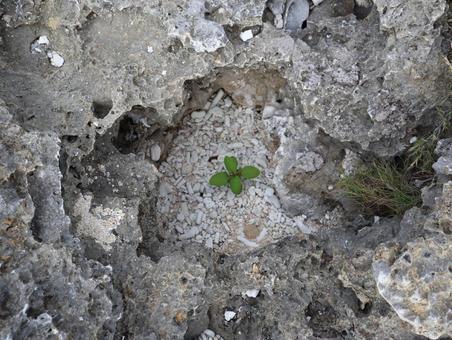 珊瑚礁の中の緑 珊瑚礁の中の緑 根,自然,サンゴ礁の写真素材