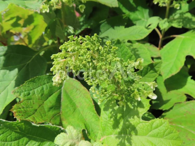カシワバアジサイの蕾 カシワバアジサイ,蕾,花の写真素材