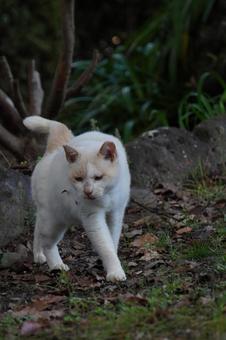歩く白猫 猫,ねこ,ネコの写真素材