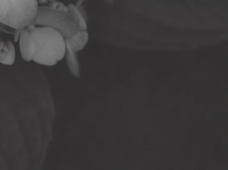 紫陽花 [白黒/淡]版 縦横4:3 白黒,モノクロ,グレースケールの写真素材
