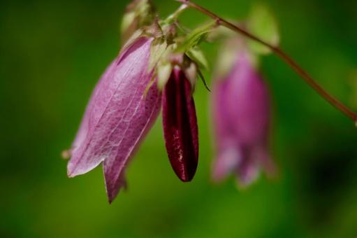 Mountain bellflower, JPG