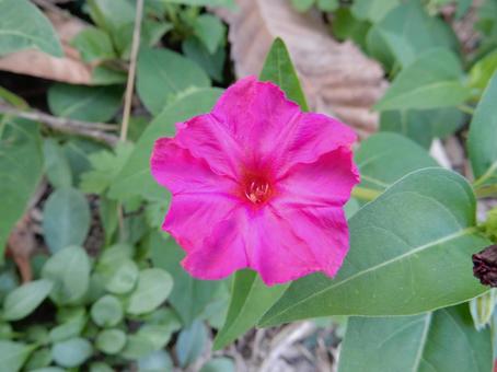 【花の写真】オシロイバナ（白粉花） オシロイバナ,白粉花,赤の写真素材