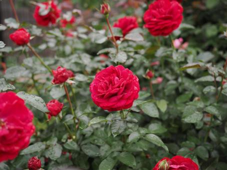バラ園で鮮やかな赤い薔薇を撮りました バラ園で鮮やかな赤い薔薇を撮りました 花,薔薇,自然の写真素材