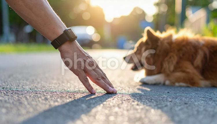真夏、愛犬との散歩前に地面の温度を確認 熱中症予防,火傷予防,温度確認の写真素材