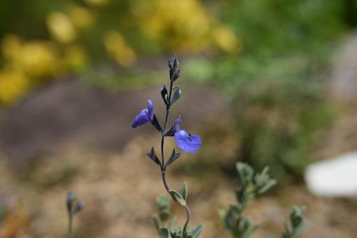 ジャーマンダーセージの花 ジャーマンダーセージの花の写真