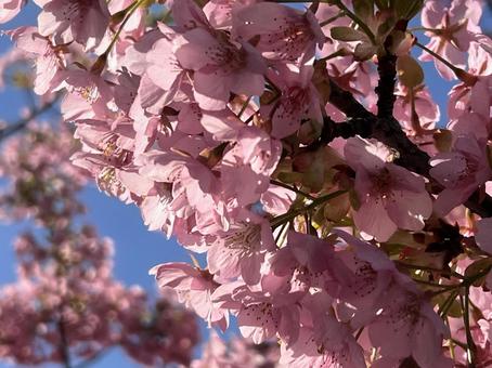 春の訪れ、光を浴びる桜 さくら,花,青の写真素材