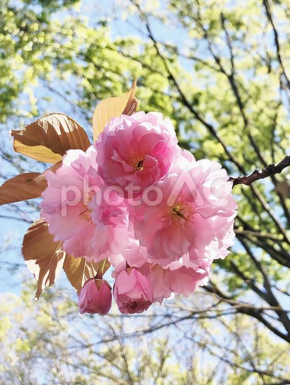 ヤエザクラ ヤエザクラ,八重桜,ピンクの花の写真素材