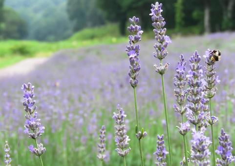 ラベンダー(グロッソ)の花畑4 ラベンダー(グロッソ)の花畑4の写真